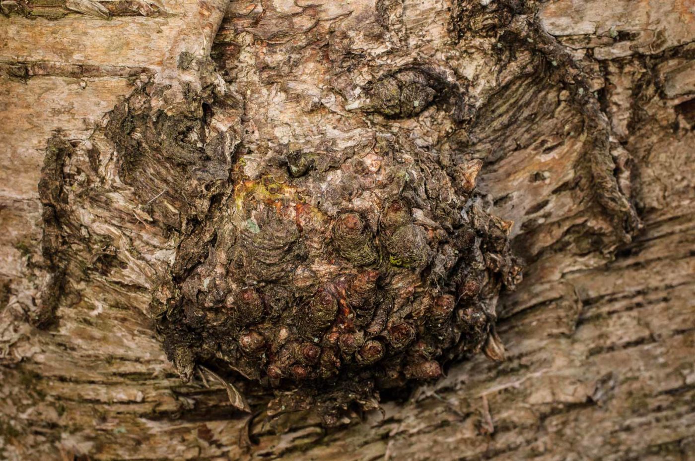 2019-02-17 - NSG Langeloh