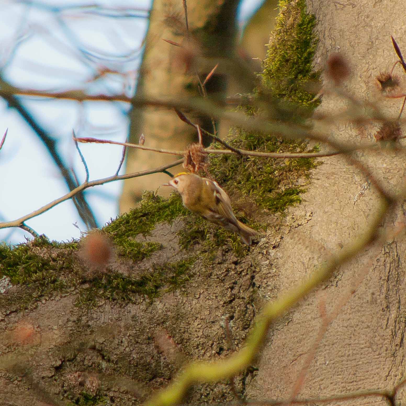 °wintergoldhähnchen°
