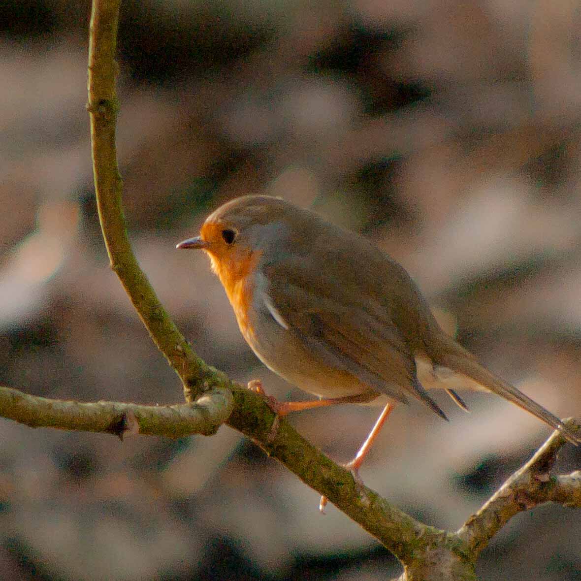 2019-02-17 - NSG Langeloh