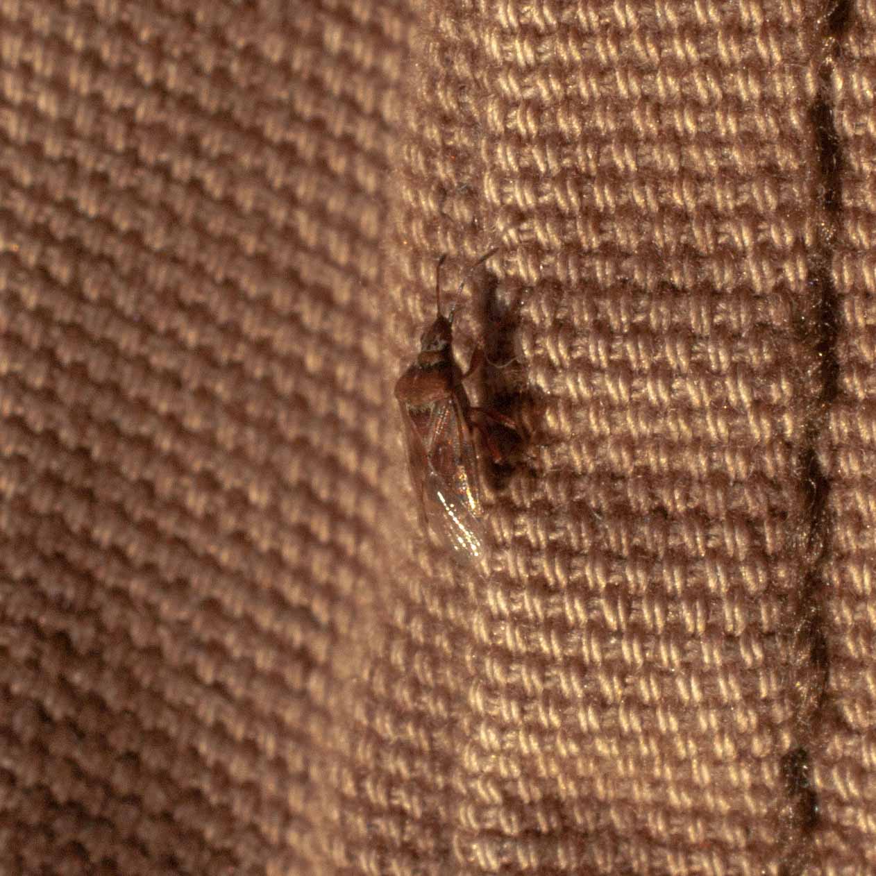 2019-02-17 - NSG Langeloh