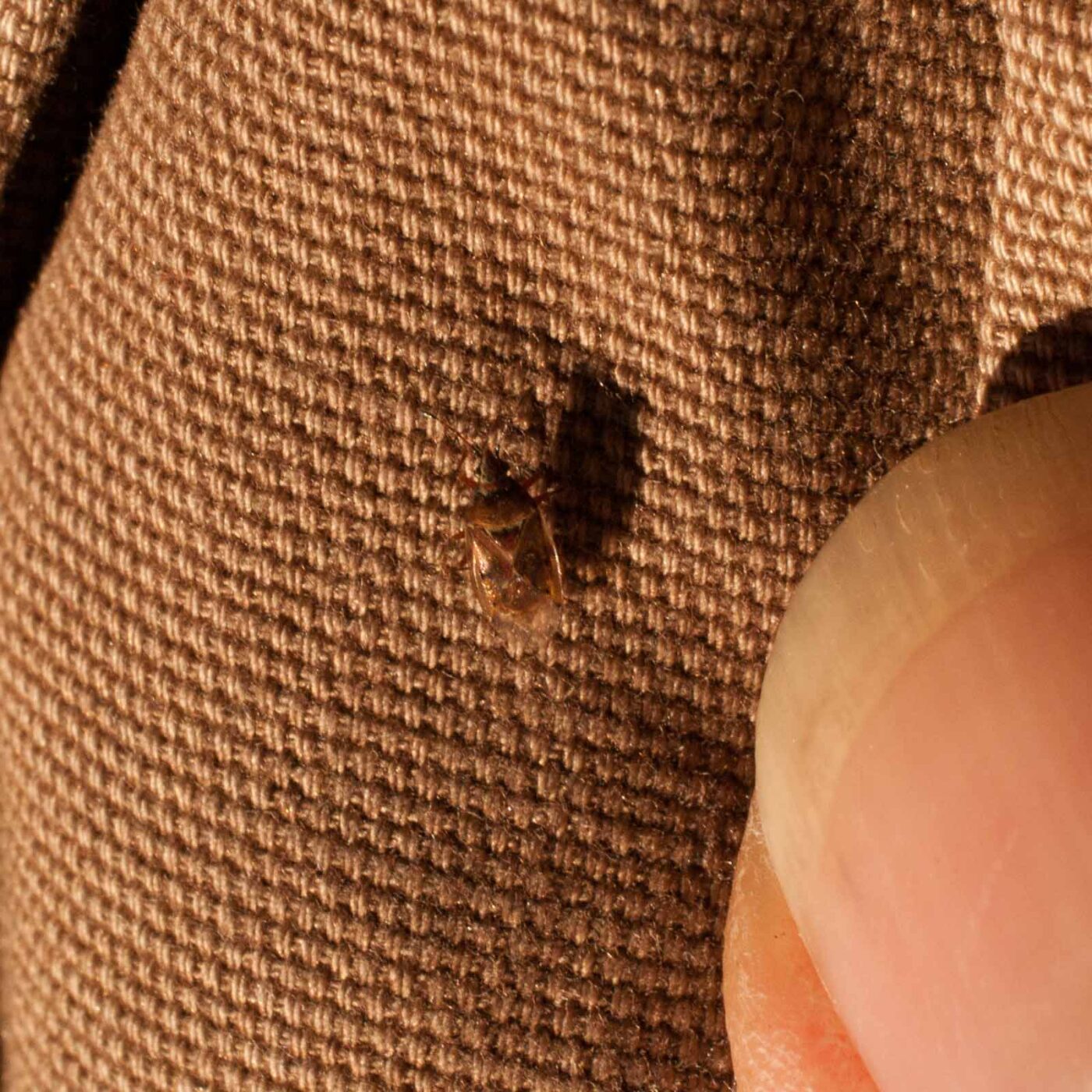 2019-02-17 - NSG Langeloh