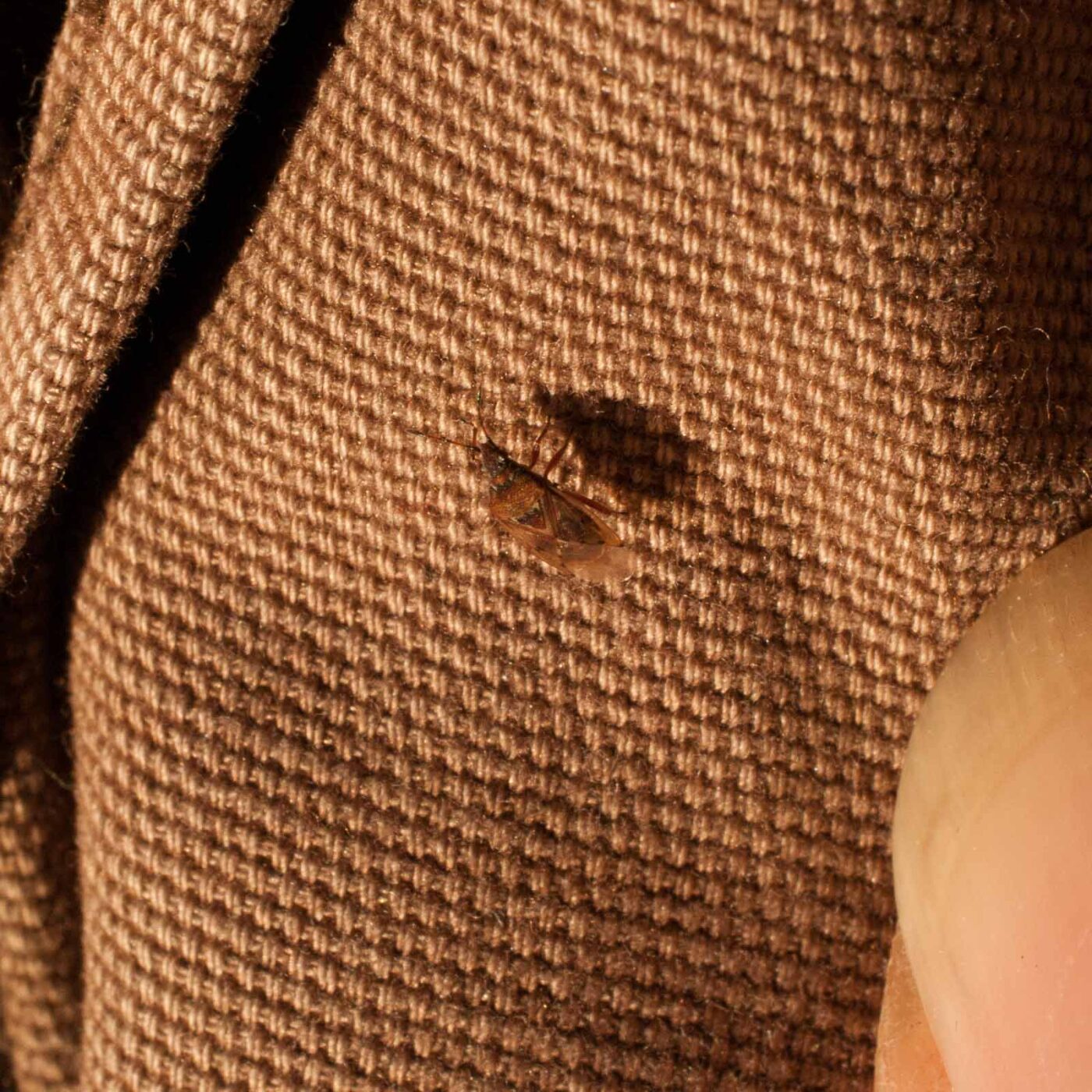 2019-02-17 - NSG Langeloh