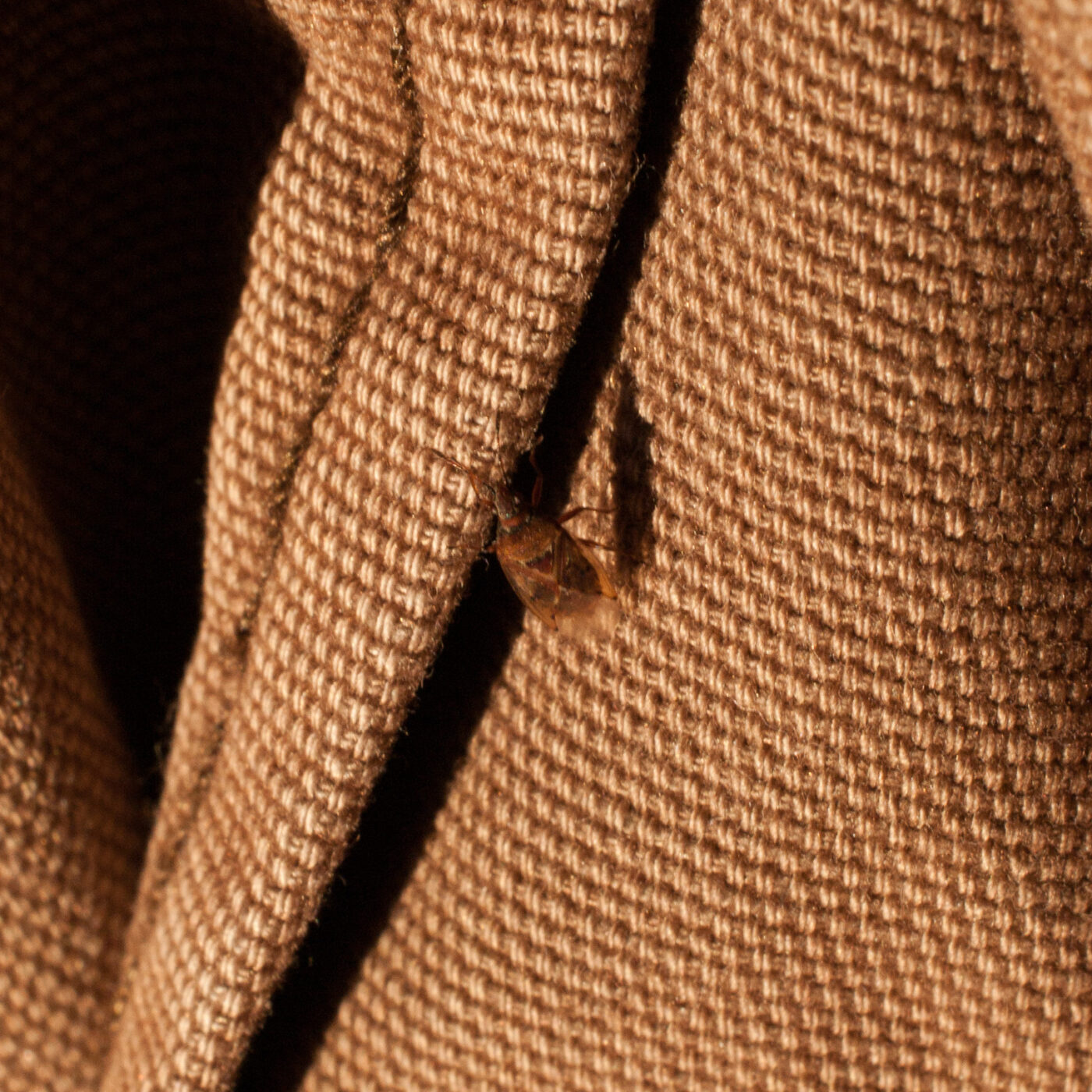 2019-02-17 - NSG Langeloh