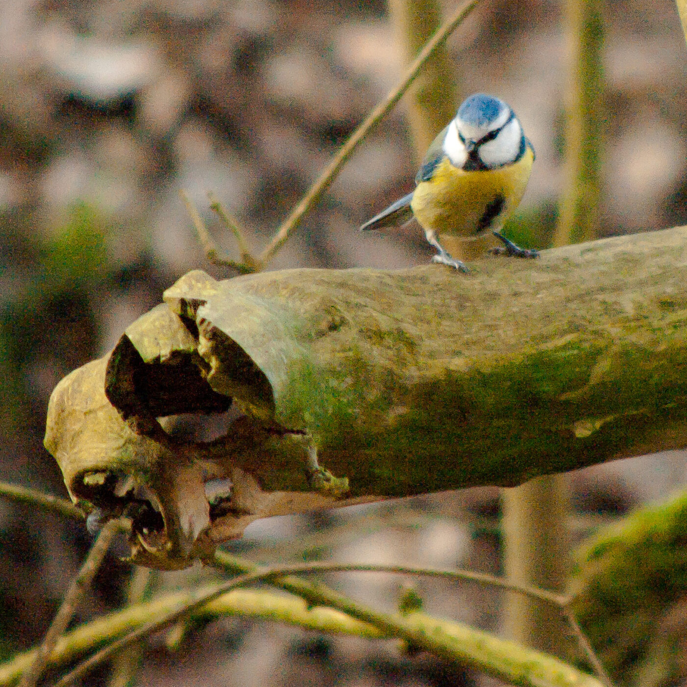 2019-02-17 - NSG Langeloh