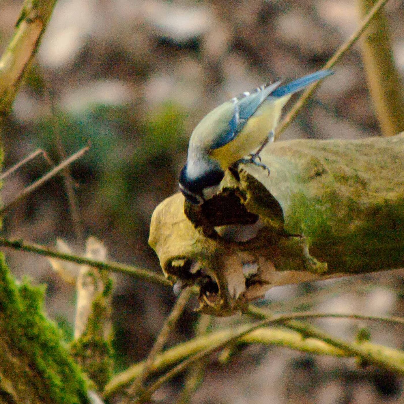 2019-02-17 - NSG Langeloh