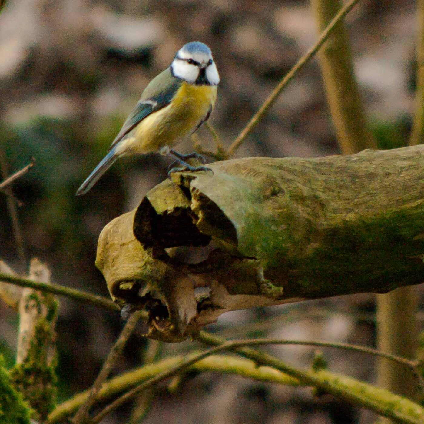 2019-02-17 - NSG Langeloh