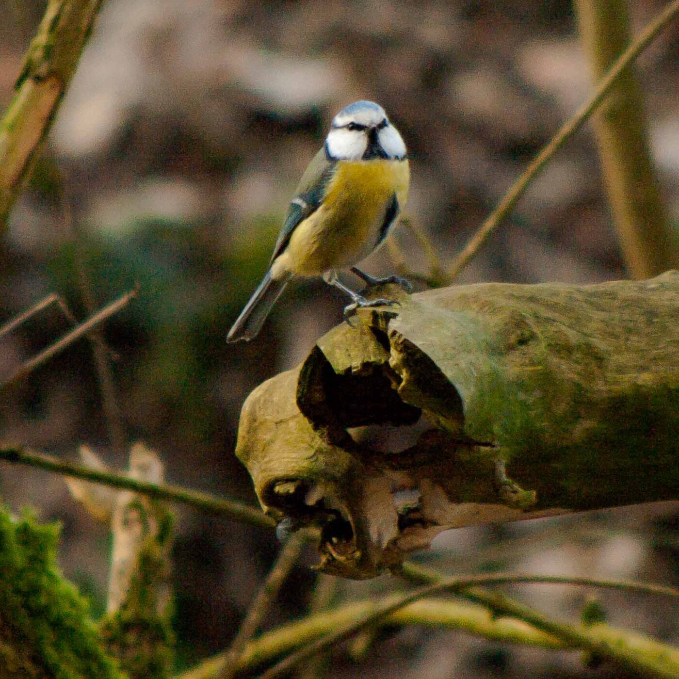 2019-02-17 - NSG Langeloh