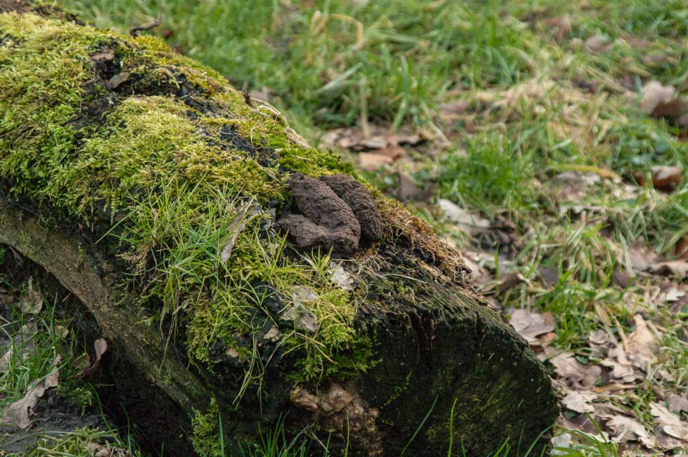 2019-02-17 - NSG Langeloh