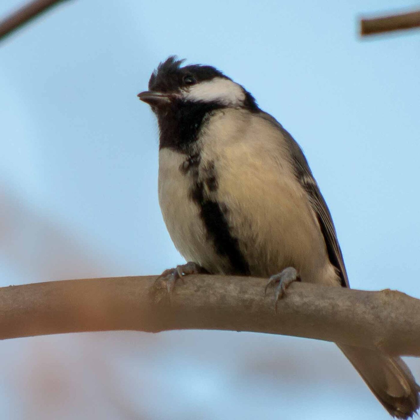 2019-02-17 - NSG Langeloh