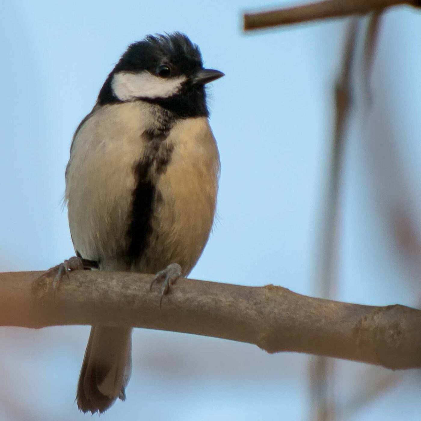 2019-02-17 - NSG Langeloh