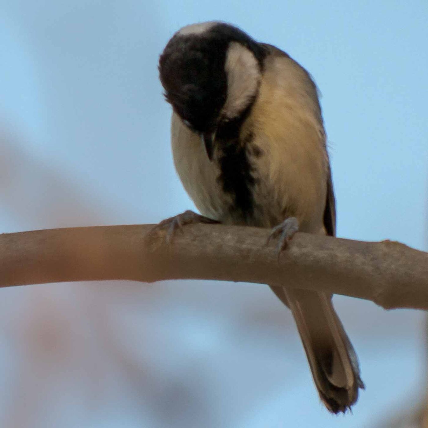 2019-02-17 - NSG Langeloh