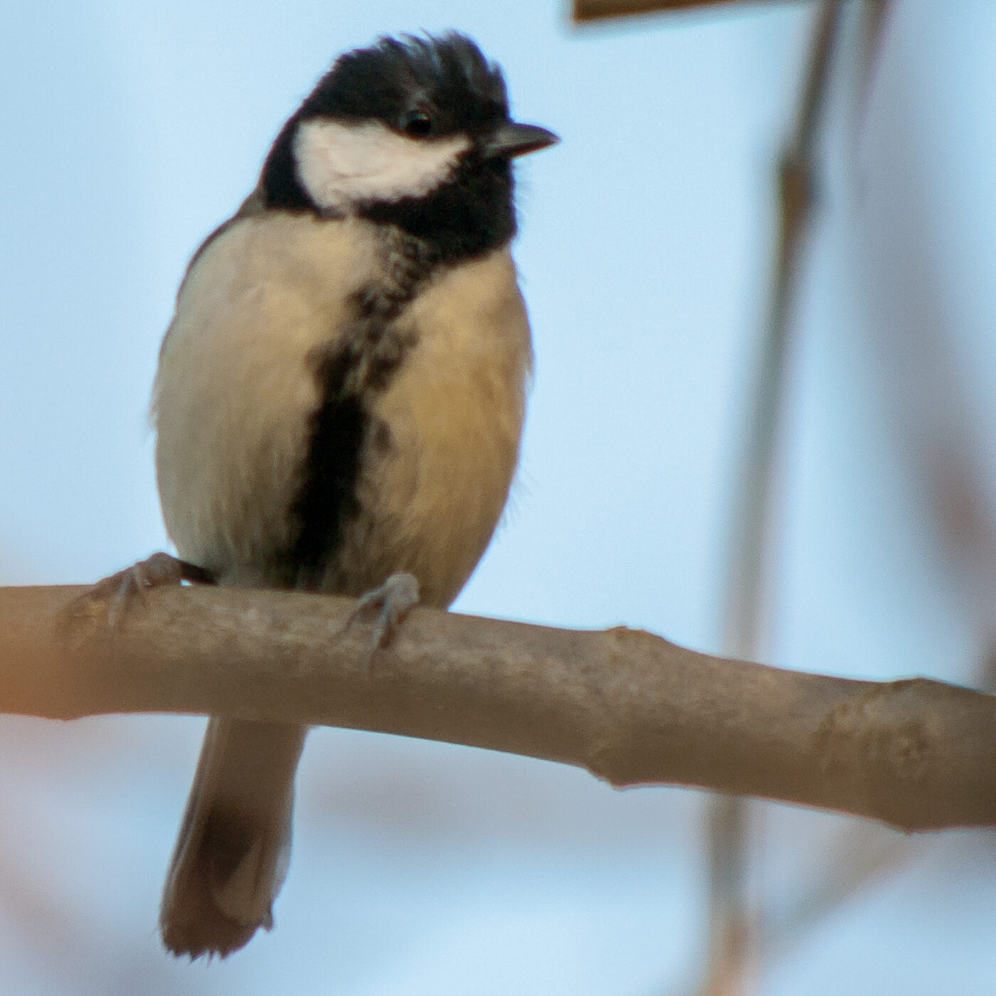 2019-02-17 - NSG Langeloh