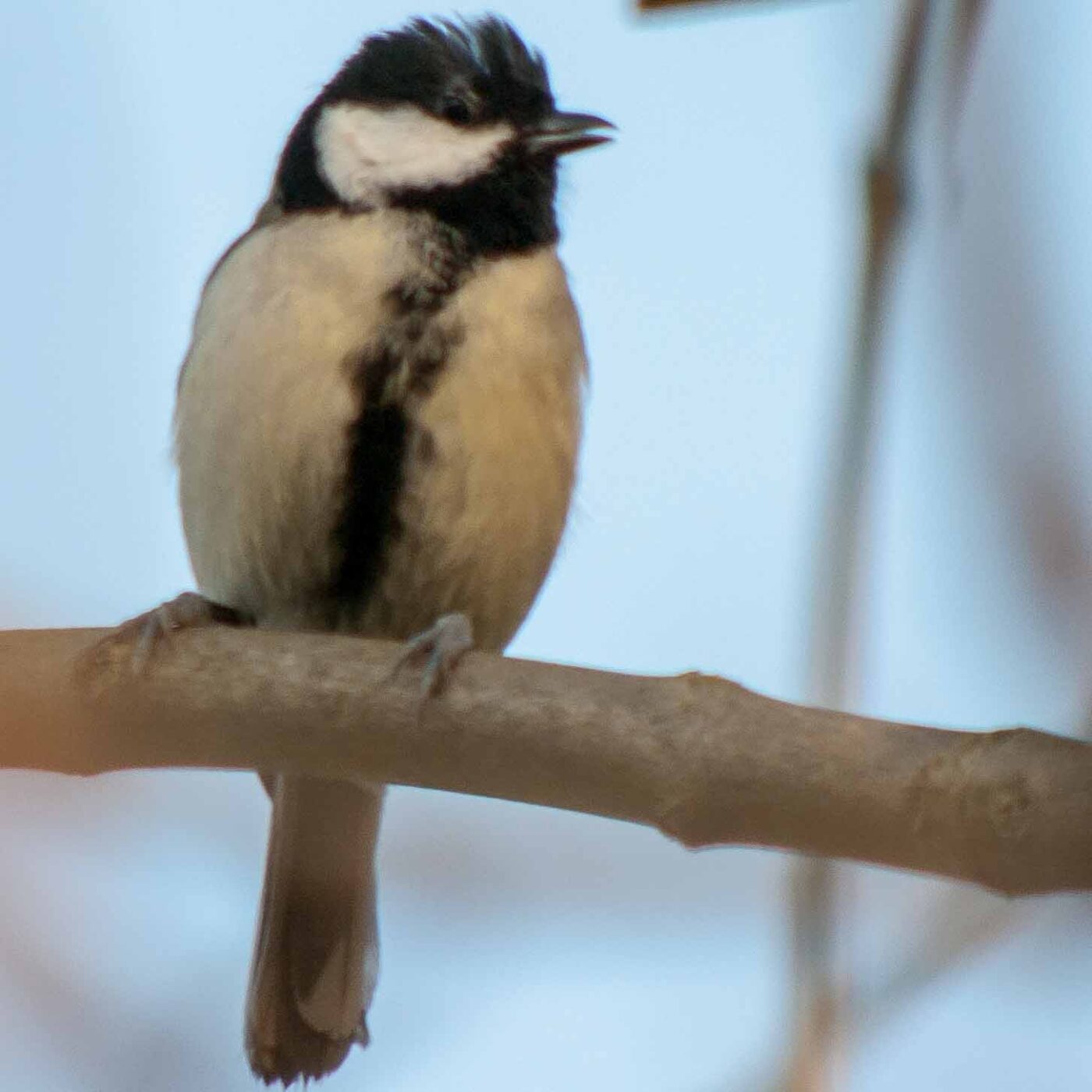 2019-02-17 - NSG Langeloh