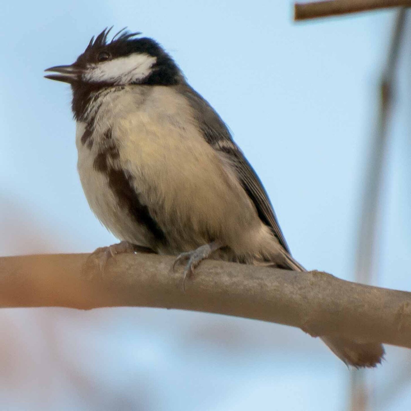 2019-02-17 - NSG Langeloh