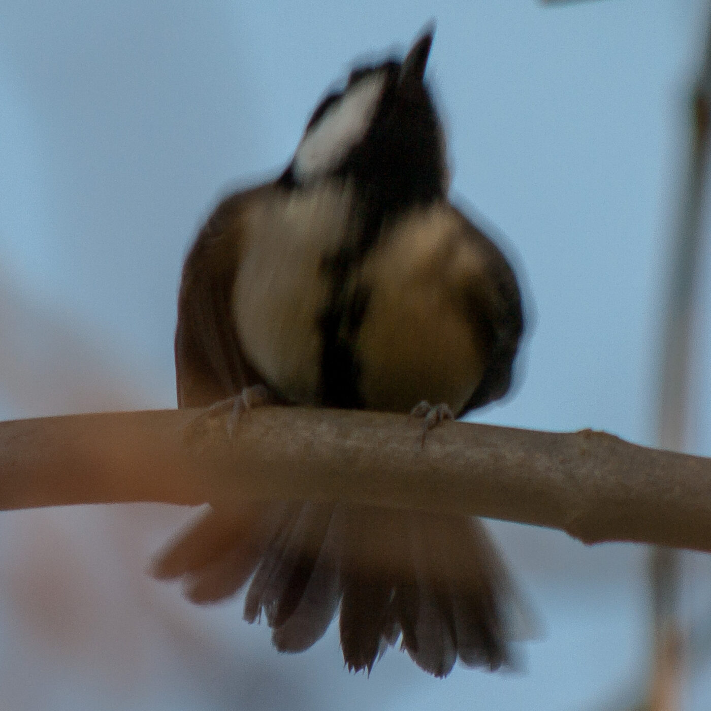 2019-02-17 - NSG Langeloh