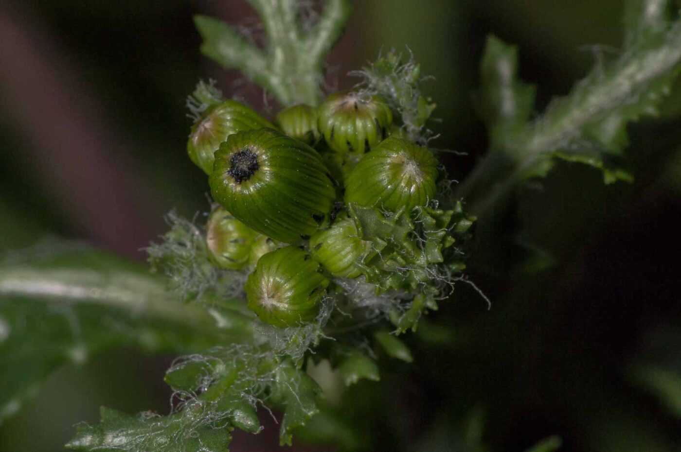 2019-04-03 - RE-Sidenzia auf'm BallKong