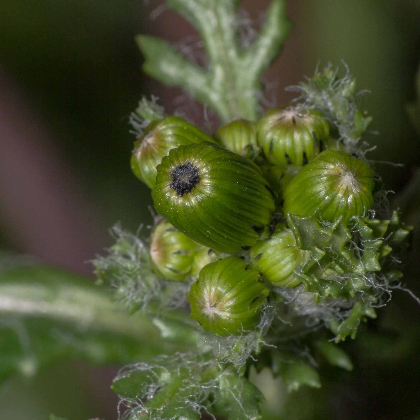 2019-04-03 - RE-Sidenzia auf'm BallKong