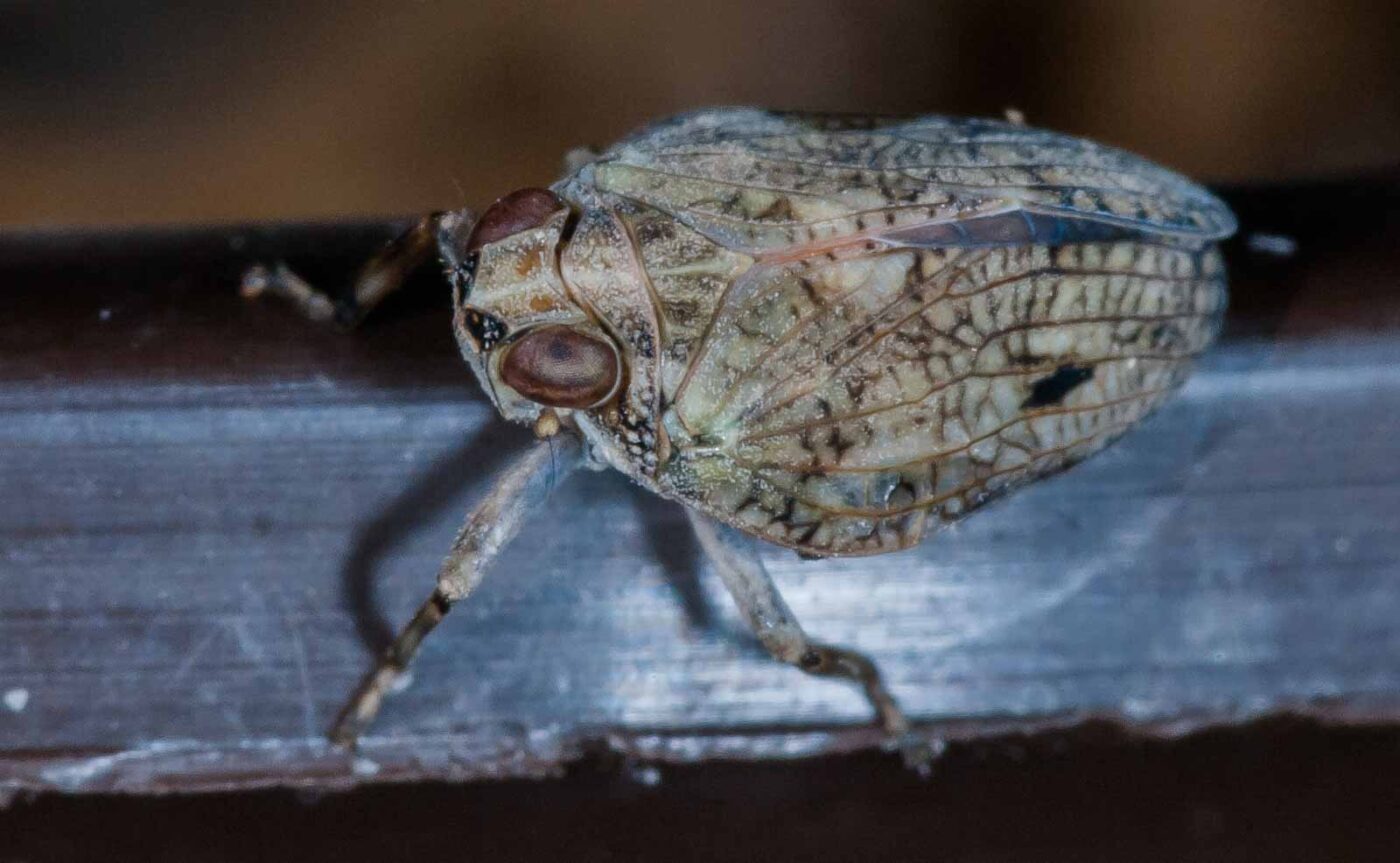 2019-05-29 - RE-Sidenzia auf'm BallKong