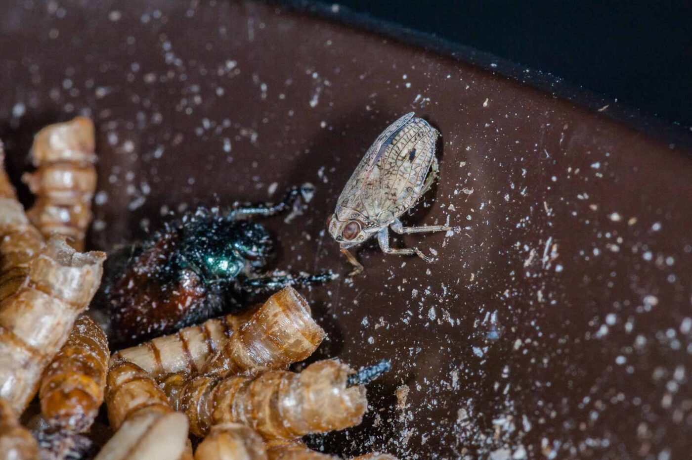 2019-05-29 - RE-Sidenzia auf'm BallKong