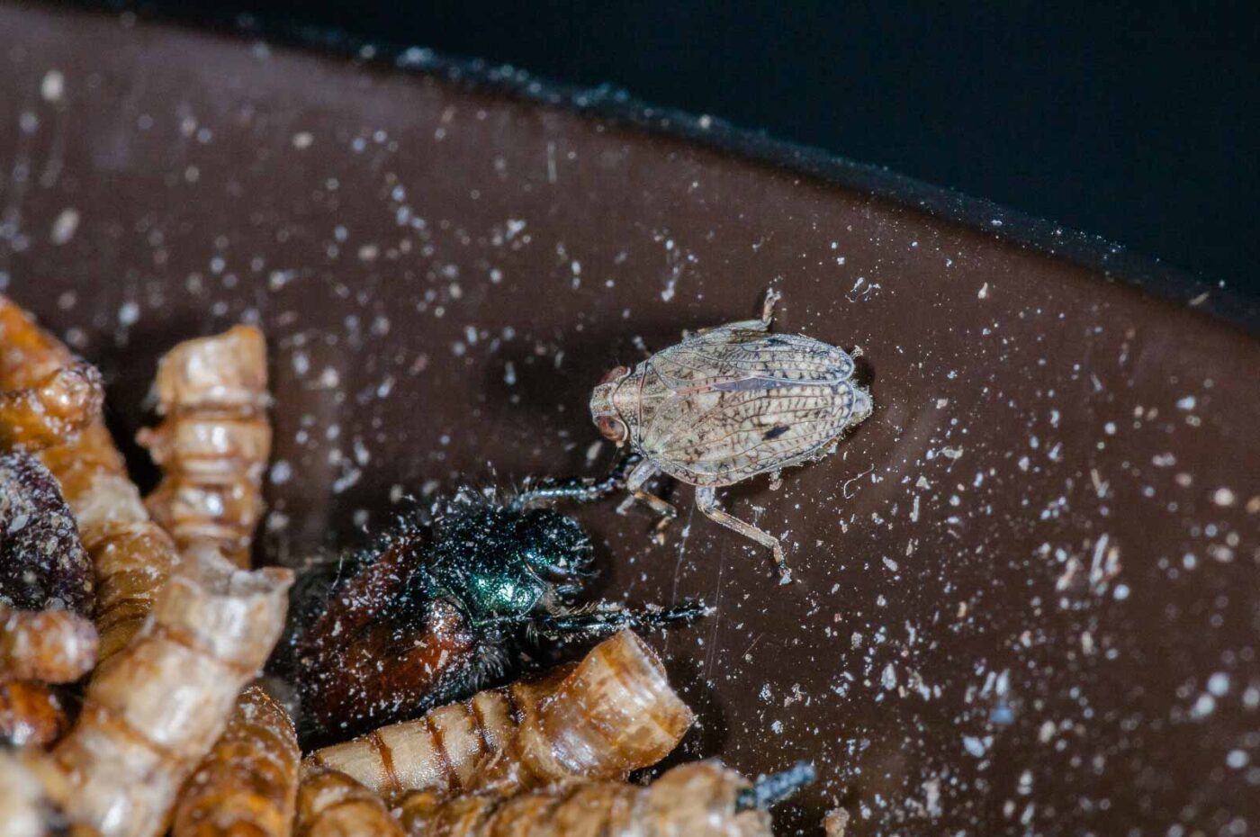 2019-05-29 - RE-Sidenzia auf'm BallKong