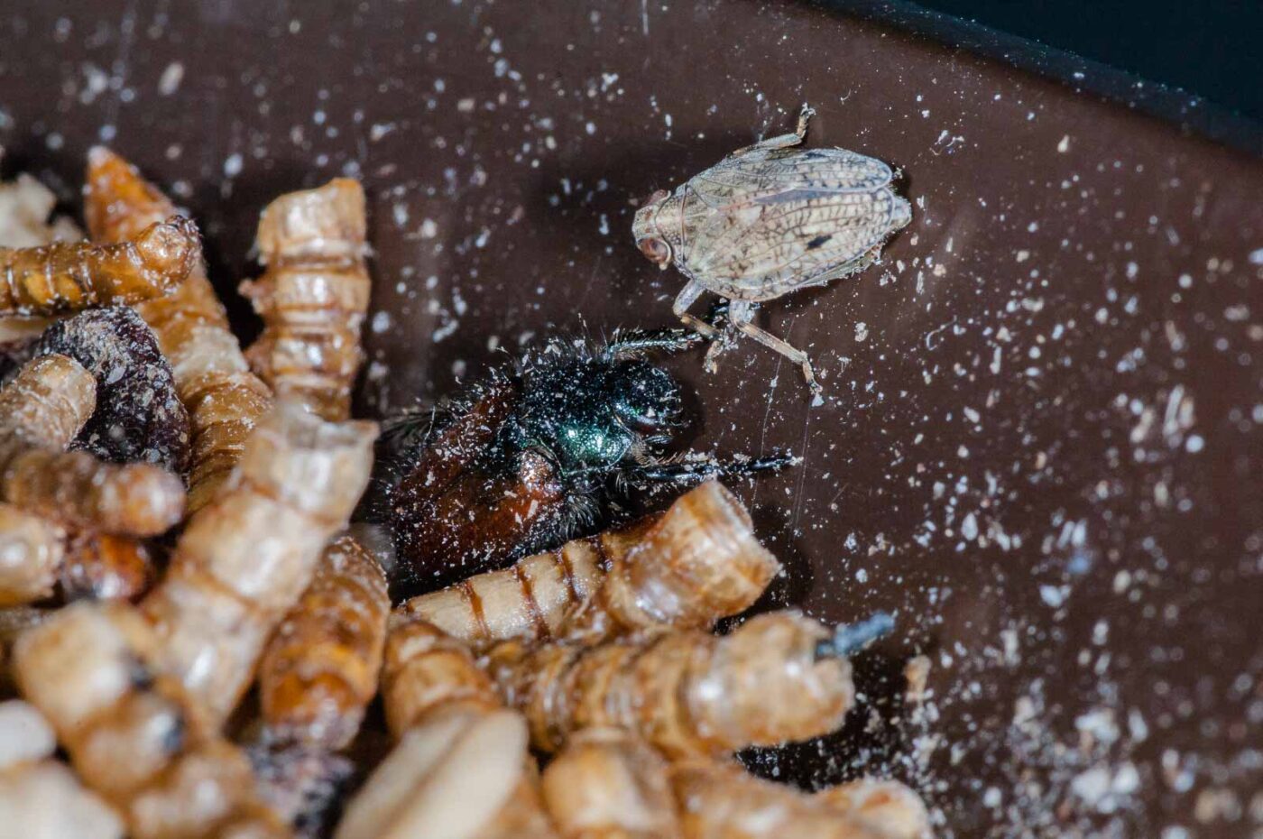 2019-05-29 - RE-Sidenzia auf'm BallKong