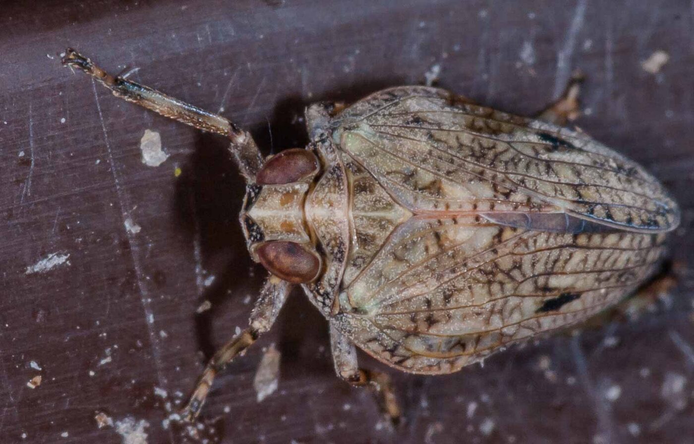 2019-05-29 - RE-Sidenzia auf'm BallKong