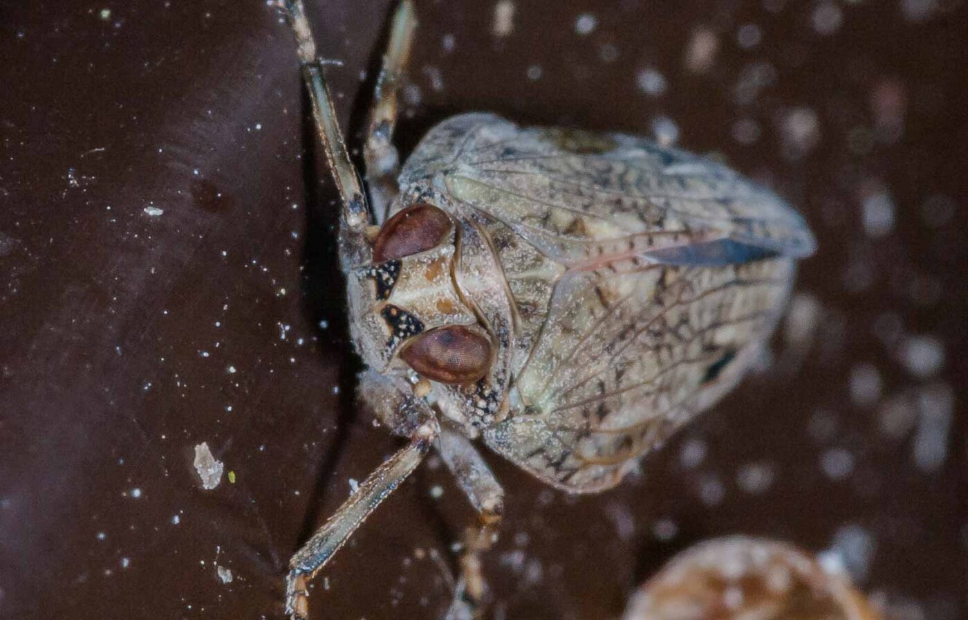 2019-05-29 - RE-Sidenzia auf'm BallKong