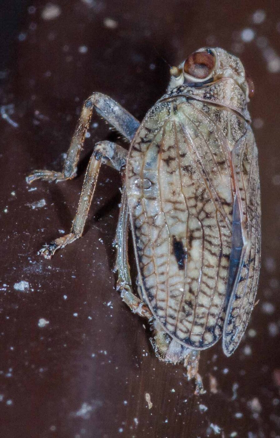 2019-05-29 - RE-Sidenzia auf'm BallKong