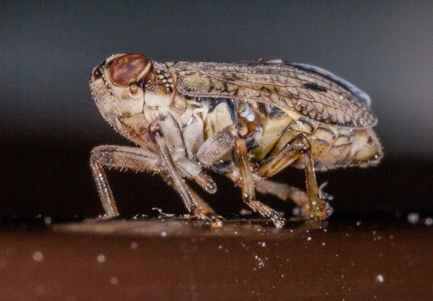 2019-05-29 - RE-Sidenzia auf'm BallKong