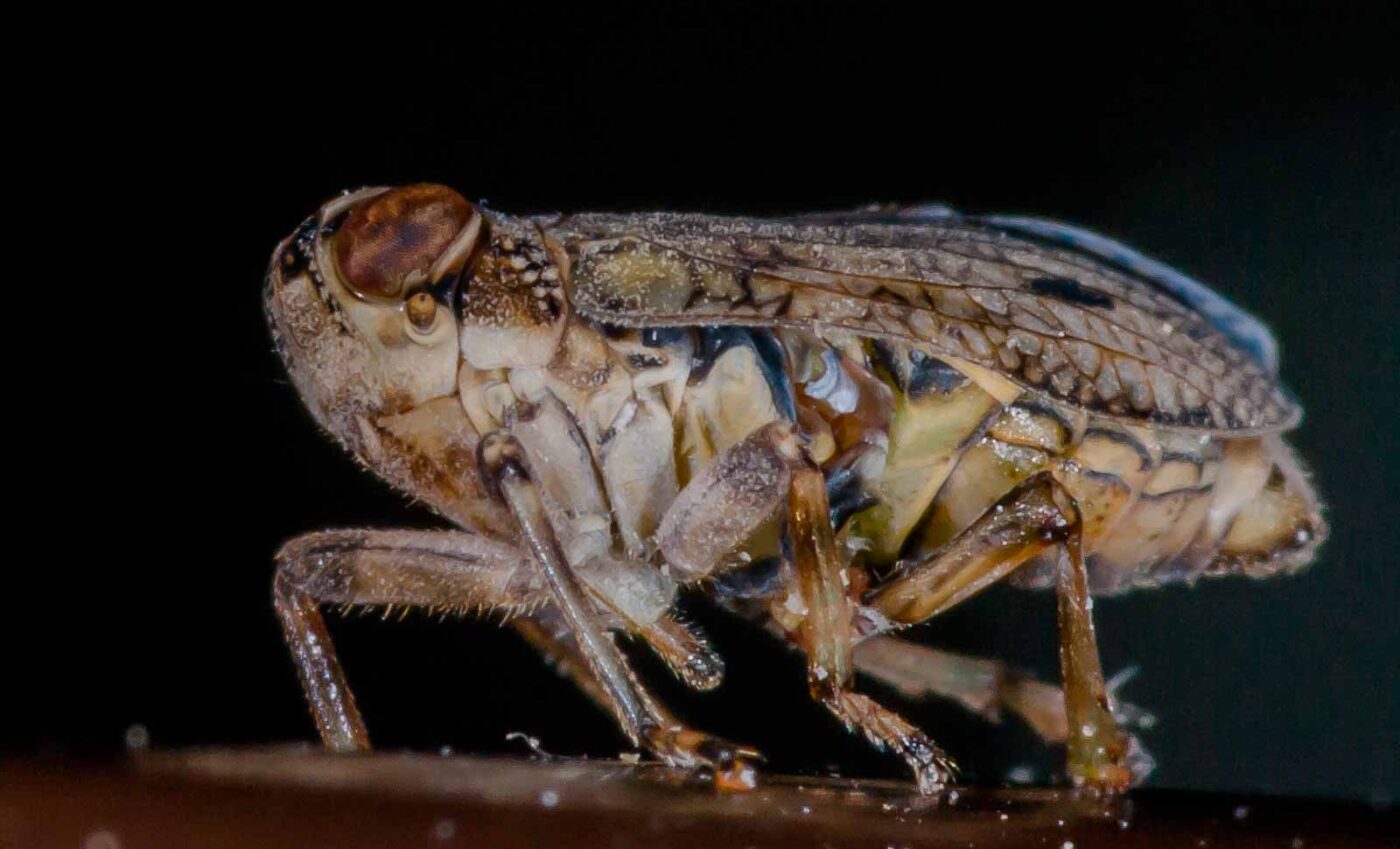 2019-05-29 - RE-Sidenzia auf'm BallKong