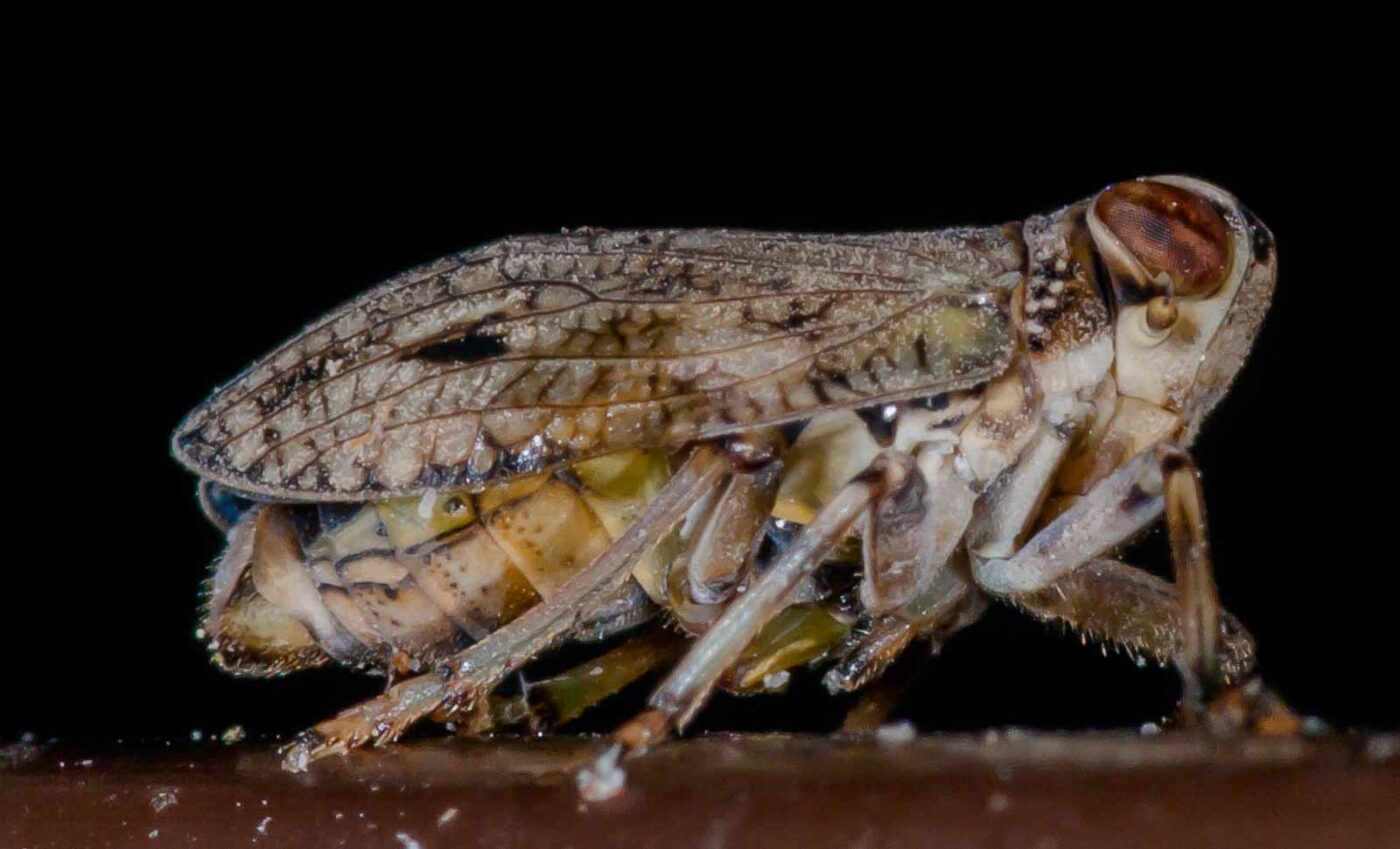 2019-05-29 - RE-Sidenzia auf'm BallKong