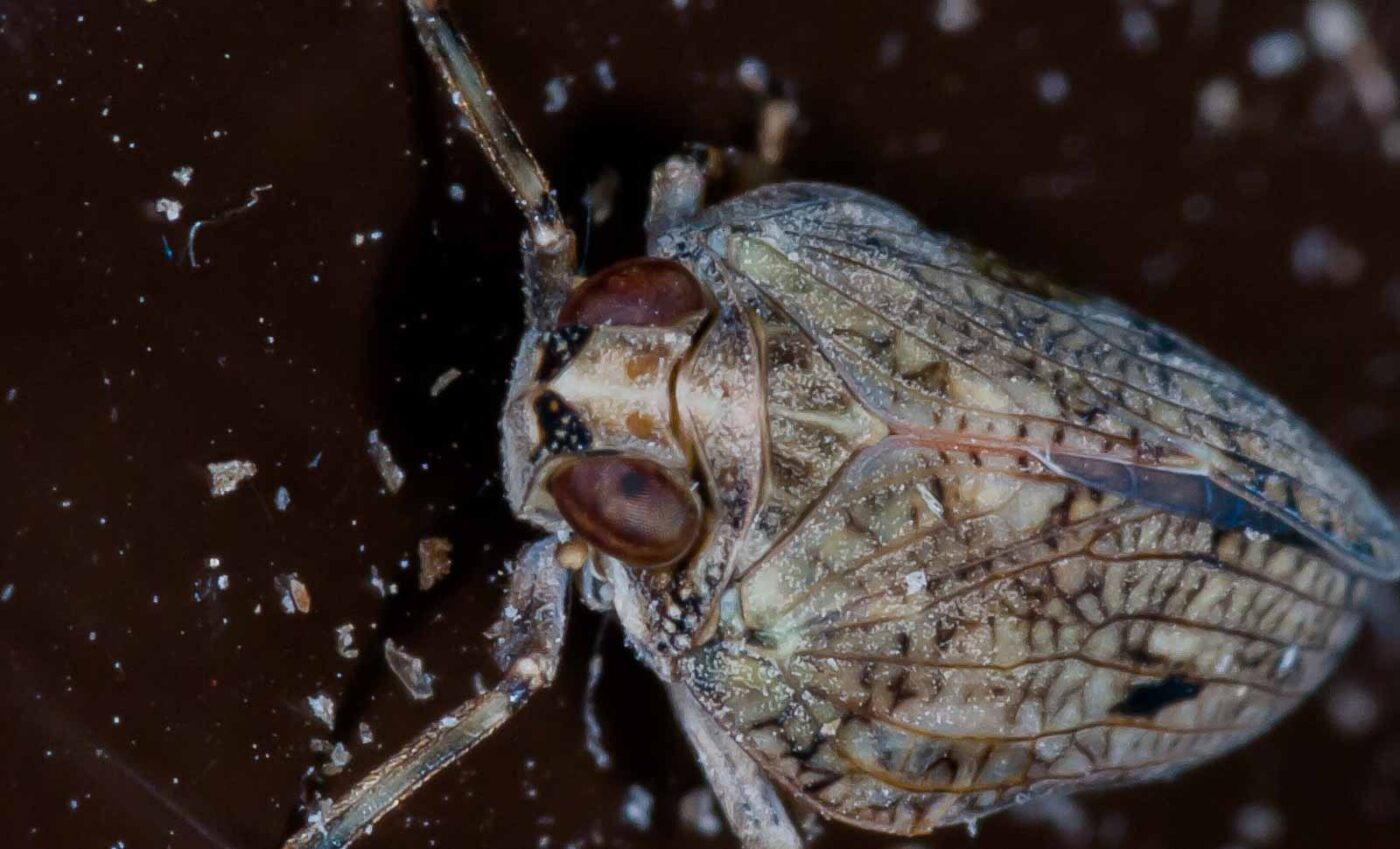 2019-05-29 - RE-Sidenzia auf'm BallKong