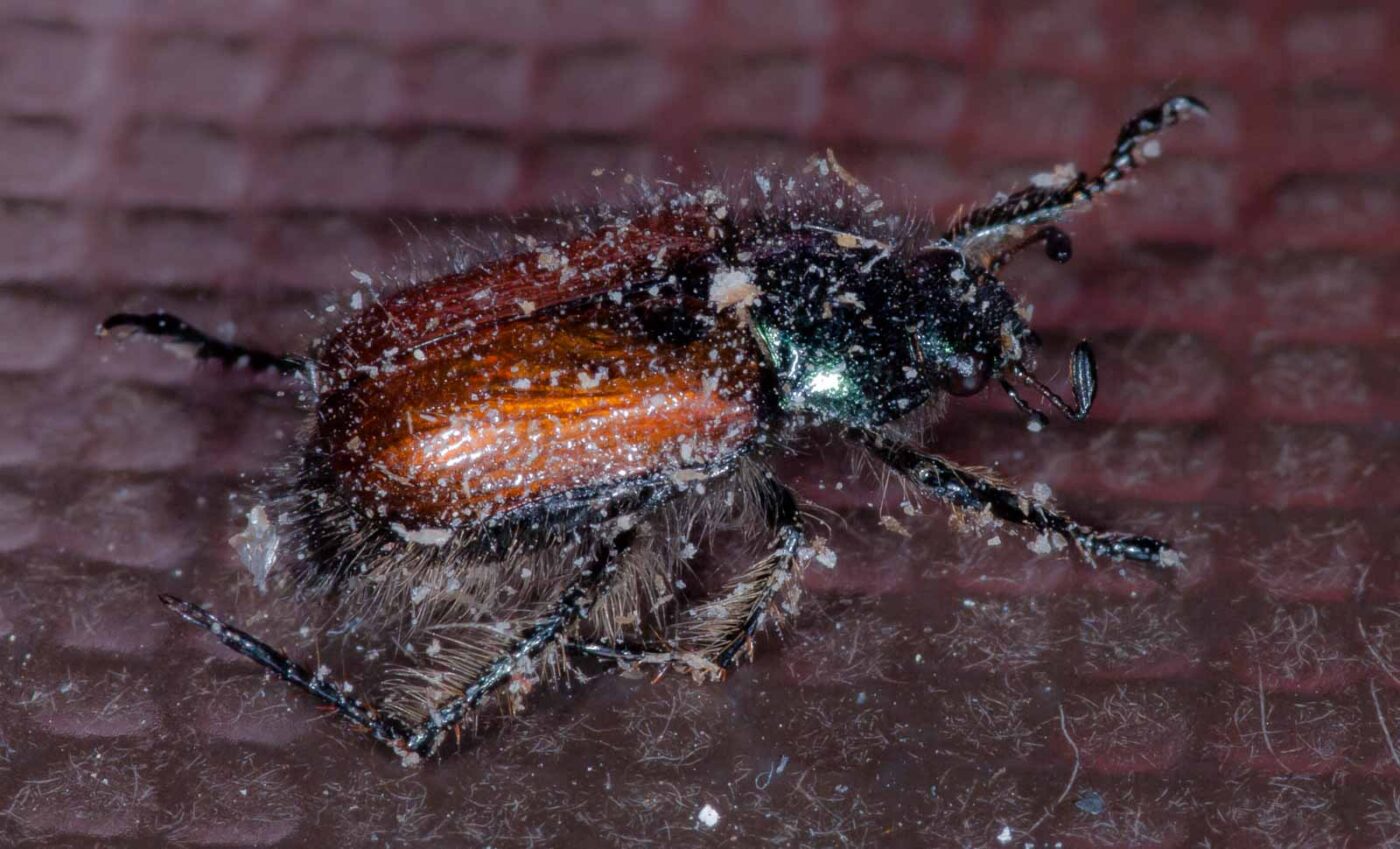 2019-05-29 - RE-Sidenzia auf'm BallKong