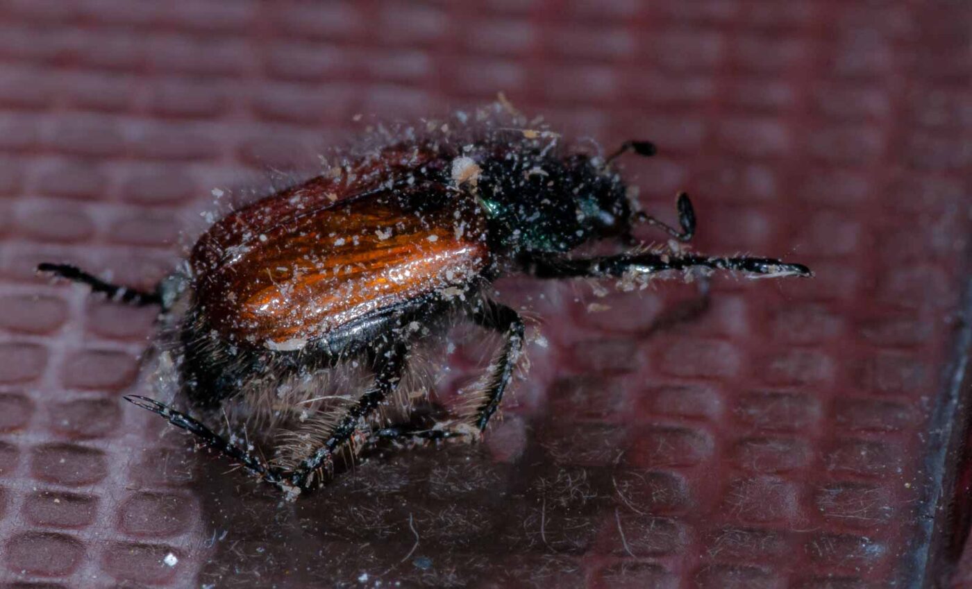 2019-05-29 - RE-Sidenzia auf'm BallKong