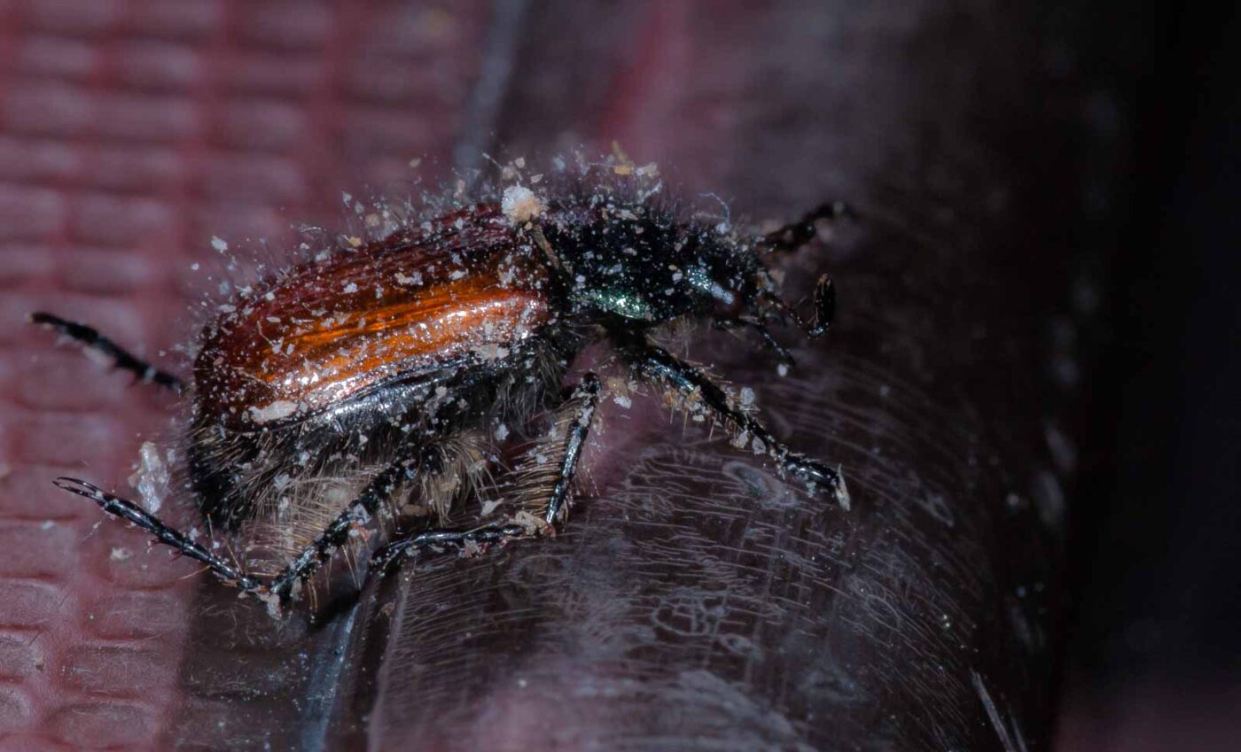 2019-05-29 - RE-Sidenzia auf'm BallKong