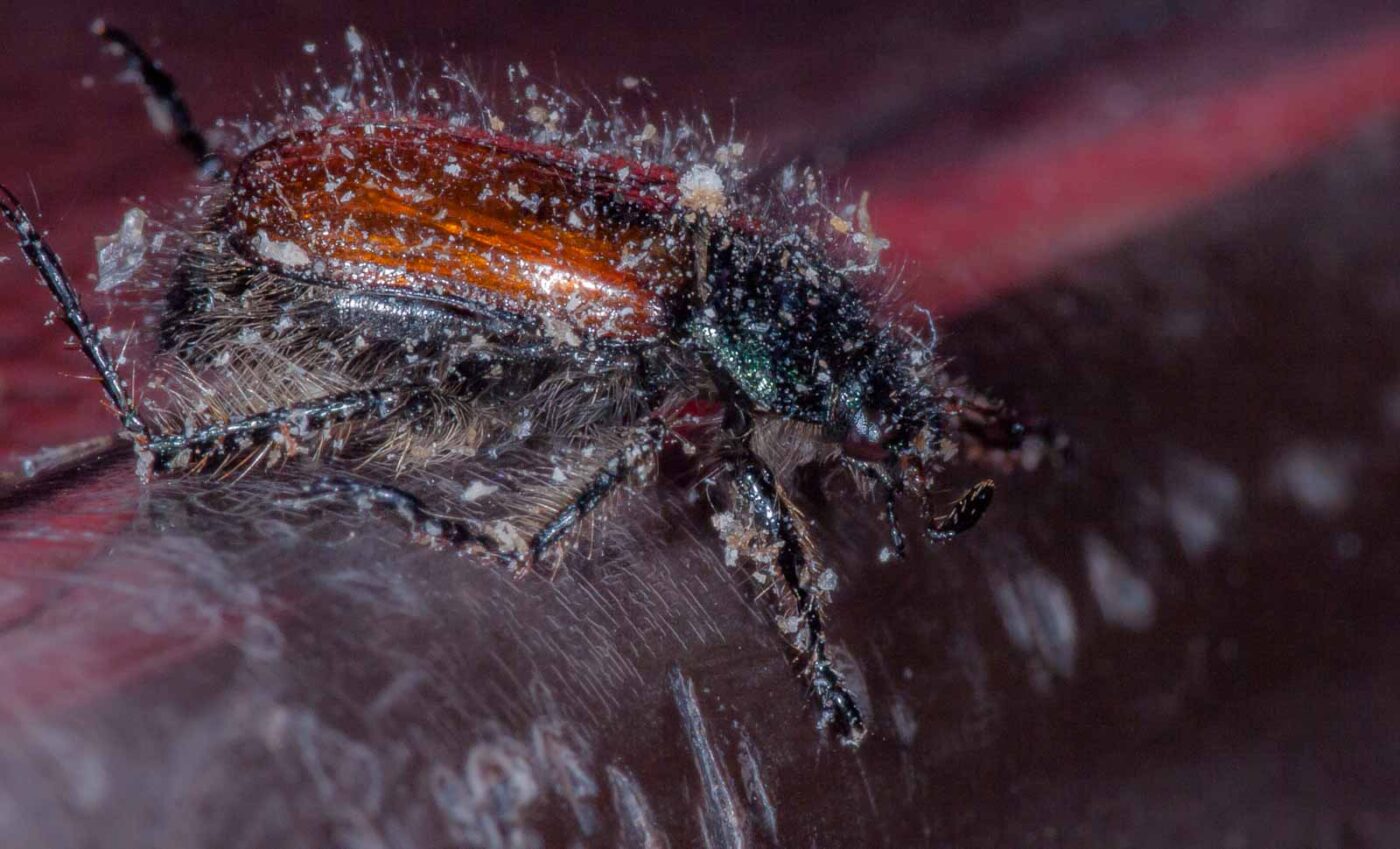 2019-05-29 - RE-Sidenzia auf'm BallKong