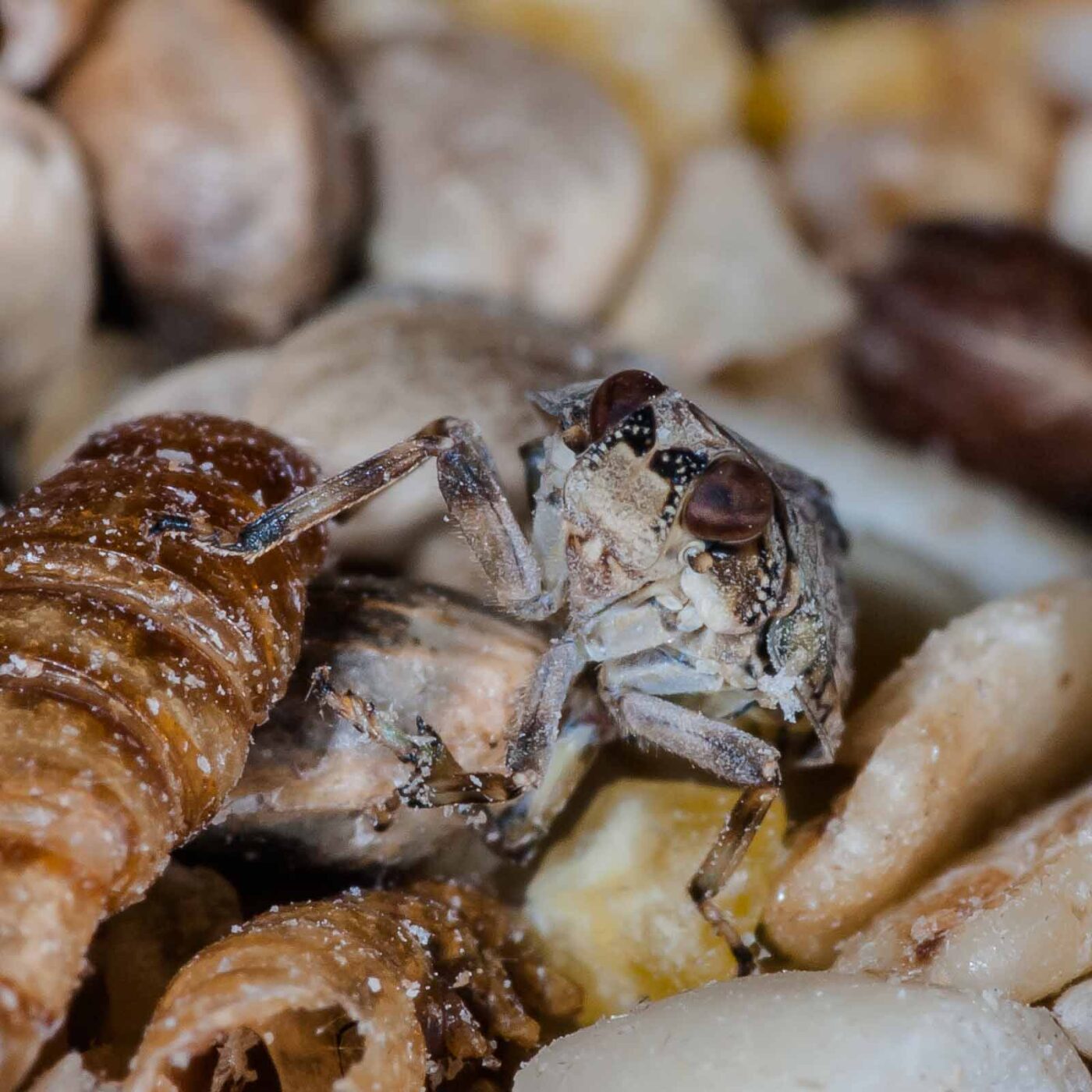 2019-05-29 - RE-Sidenzia auf'm BallKong