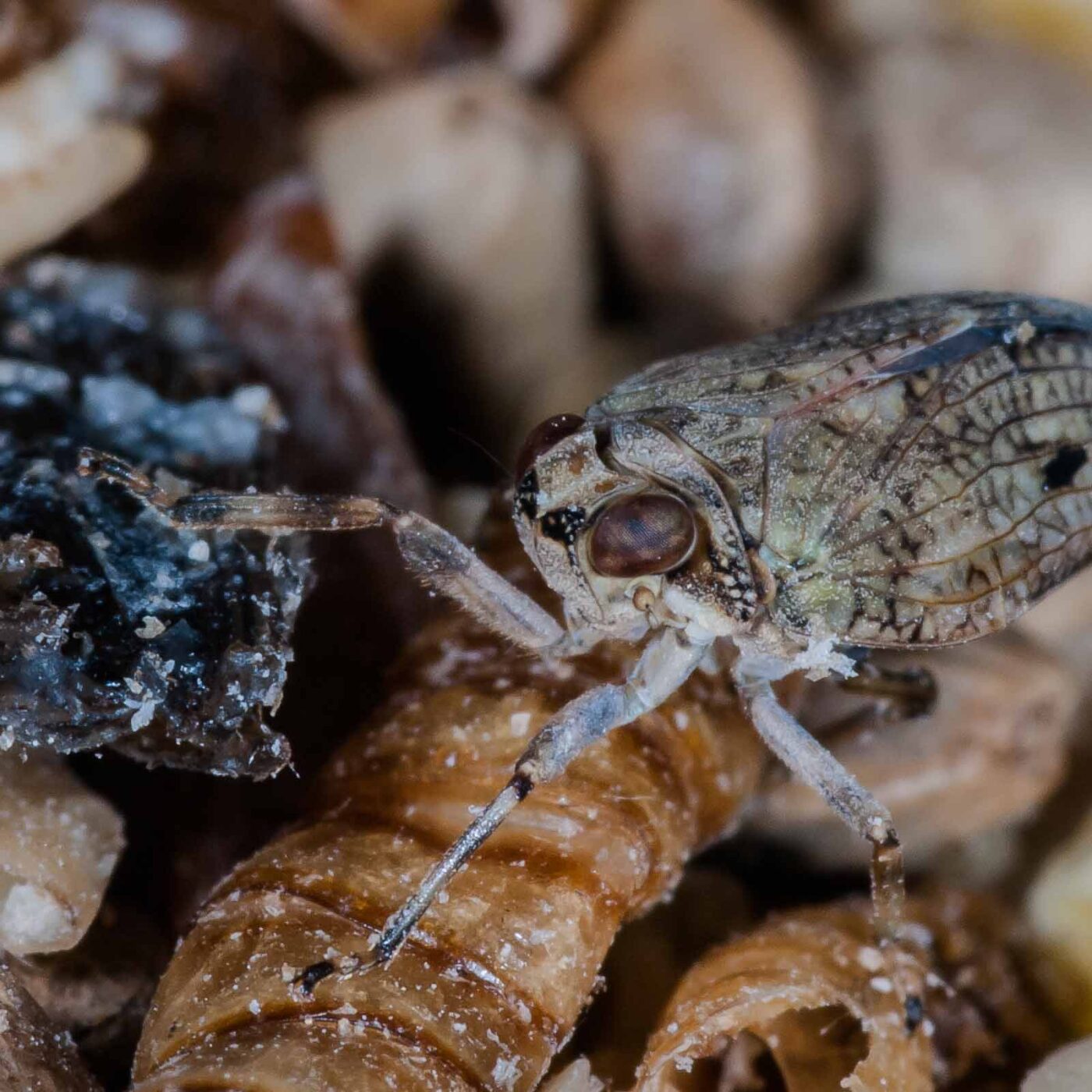 2019-05-29 - RE-Sidenzia auf'm BallKong