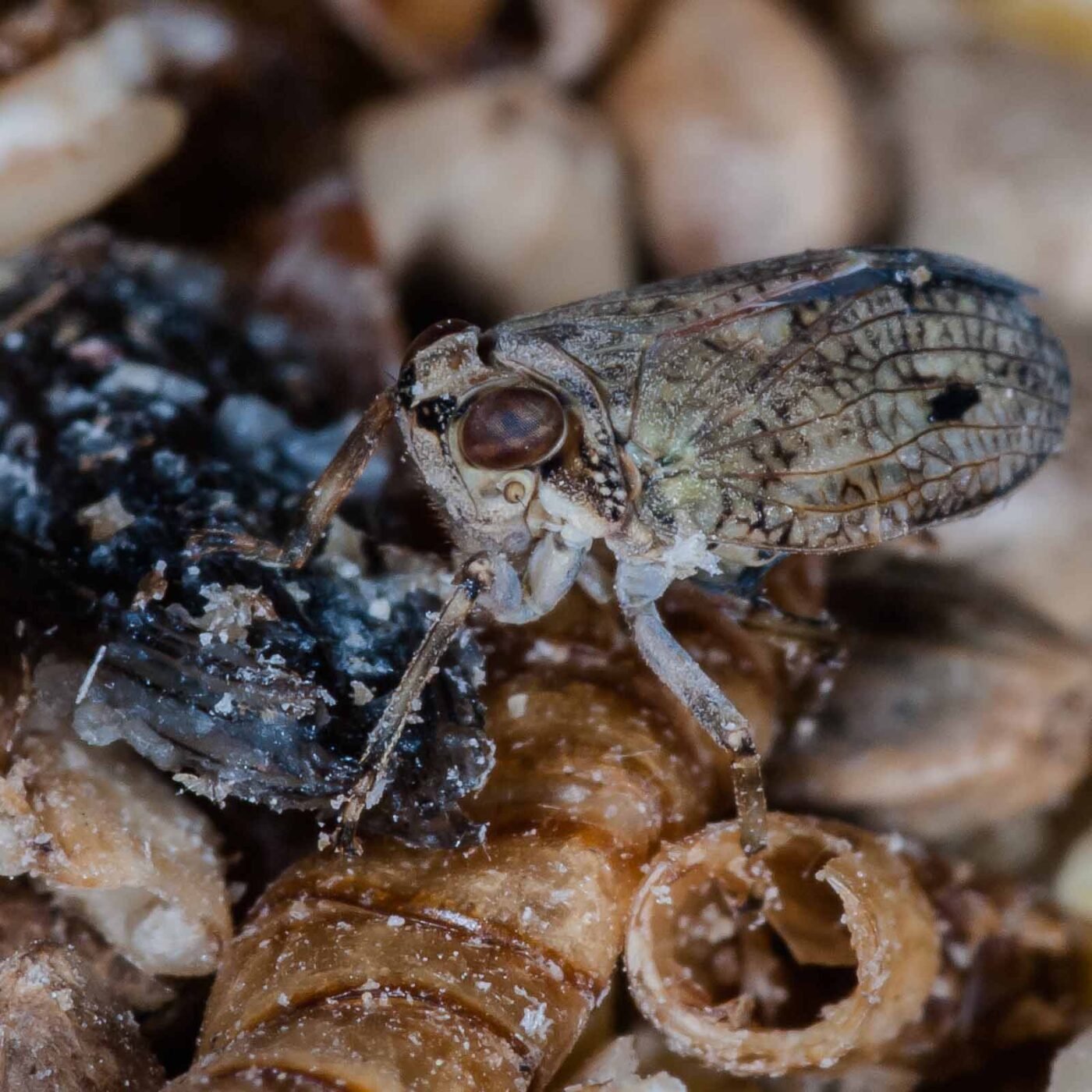 2019-05-29 - RE-Sidenzia auf'm BallKong