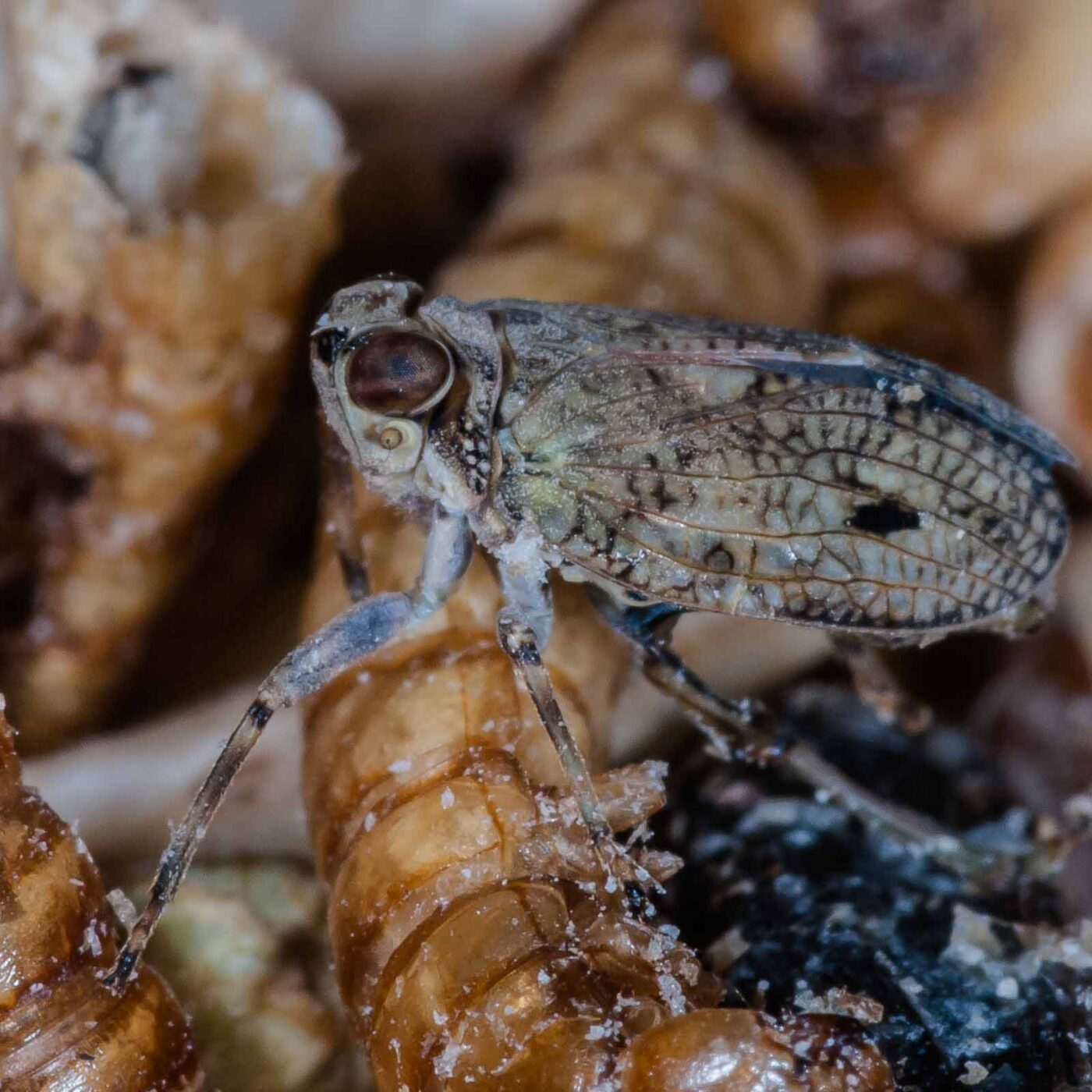 2019-05-29 - RE-Sidenzia auf'm BallKong