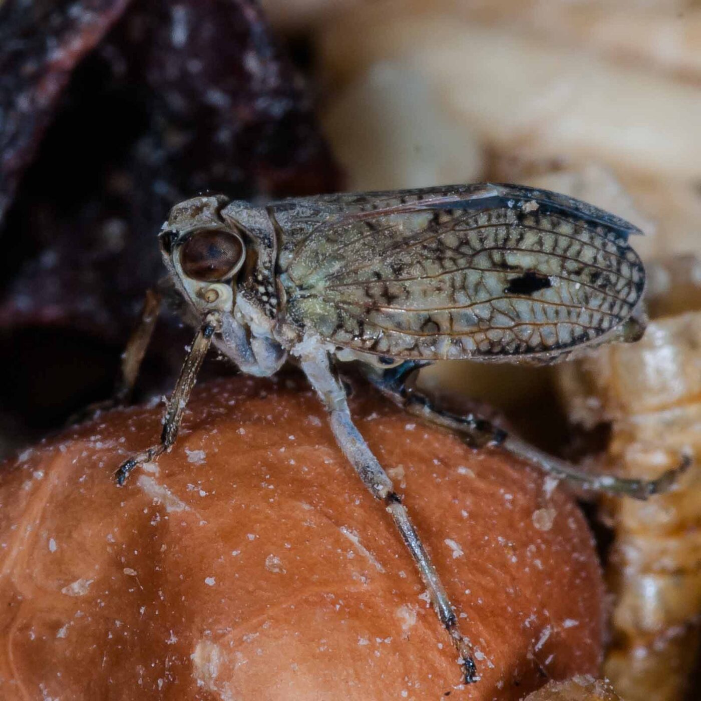 2019-05-29 - RE-Sidenzia auf'm BallKong