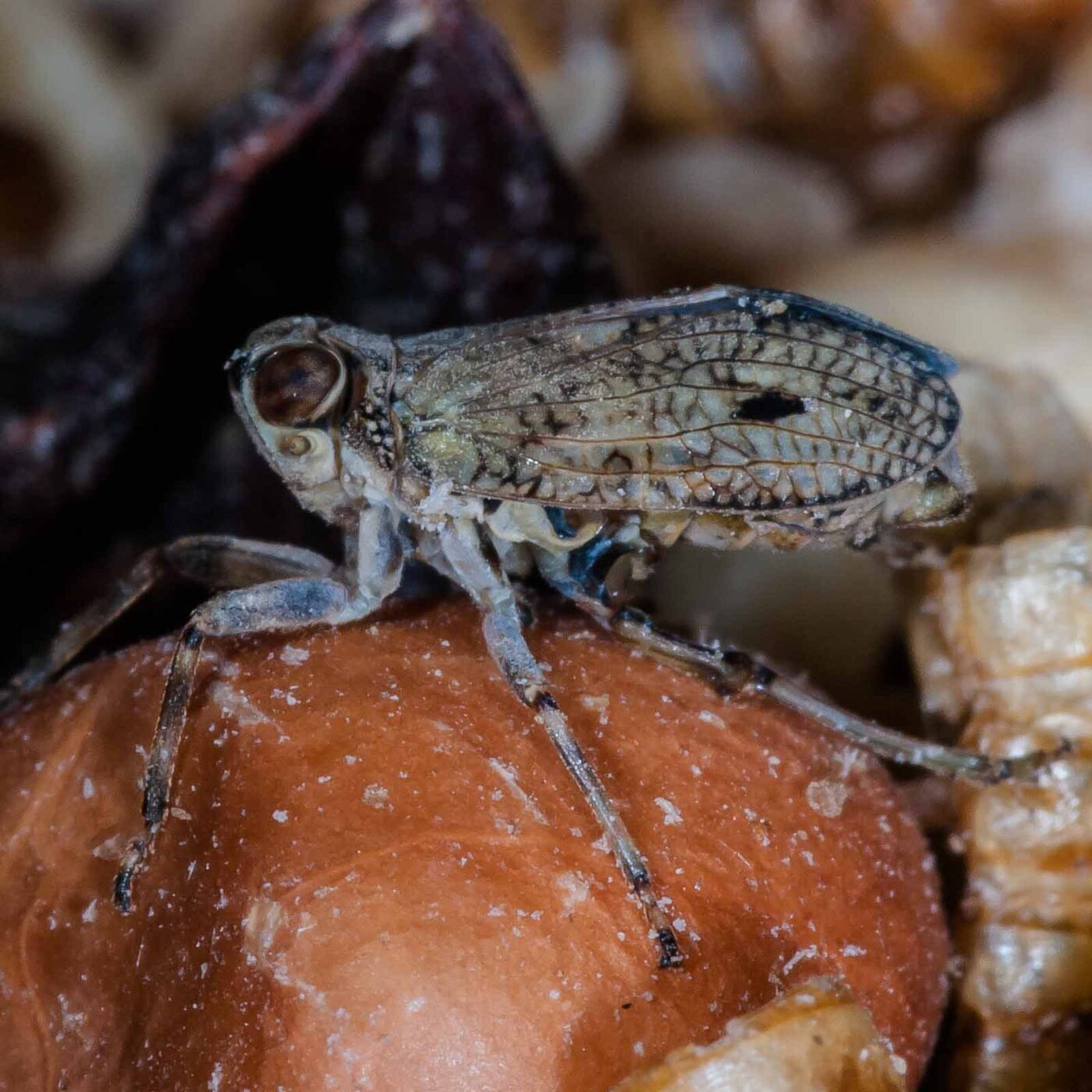 2019-05-29 - RE-Sidenzia auf'm BallKong