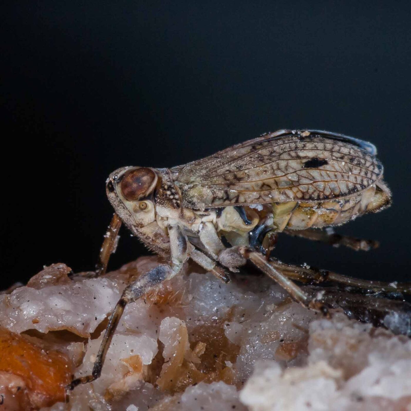 2019-05-29 - RE-Sidenzia auf'm BallKong