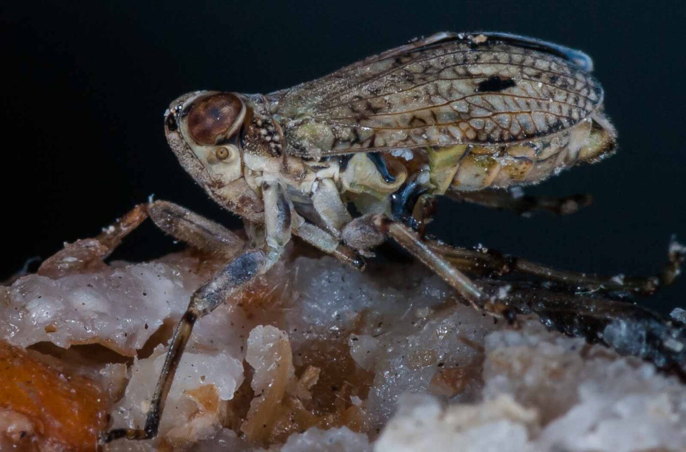 2019-05-29 - RE-Sidenzia auf'm BallKong