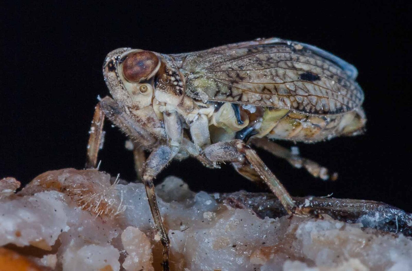 2019-05-29 - RE-Sidenzia auf'm BallKong