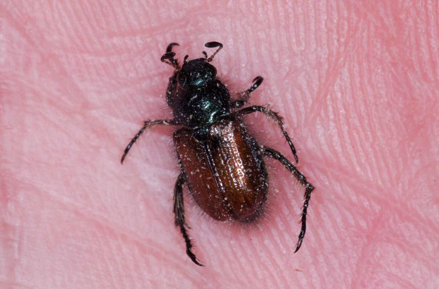 2019-05-29 - RE-Sidenzia auf'm BallKong