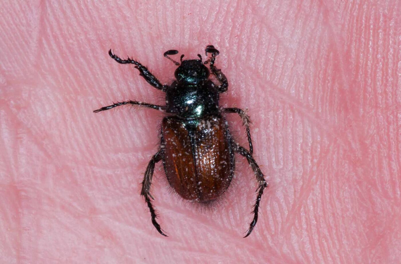 2019-05-29 - RE-Sidenzia auf'm BallKong