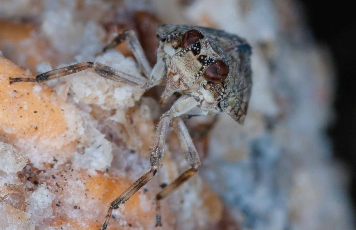 2019-05-29 - RE-Sidenzia auf'm BallKong