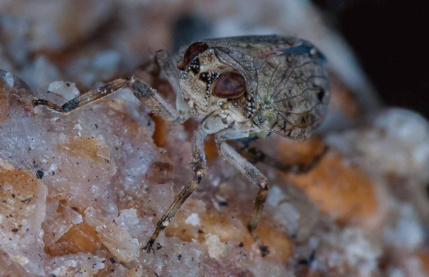 2019-05-29 - RE-Sidenzia auf'm BallKong