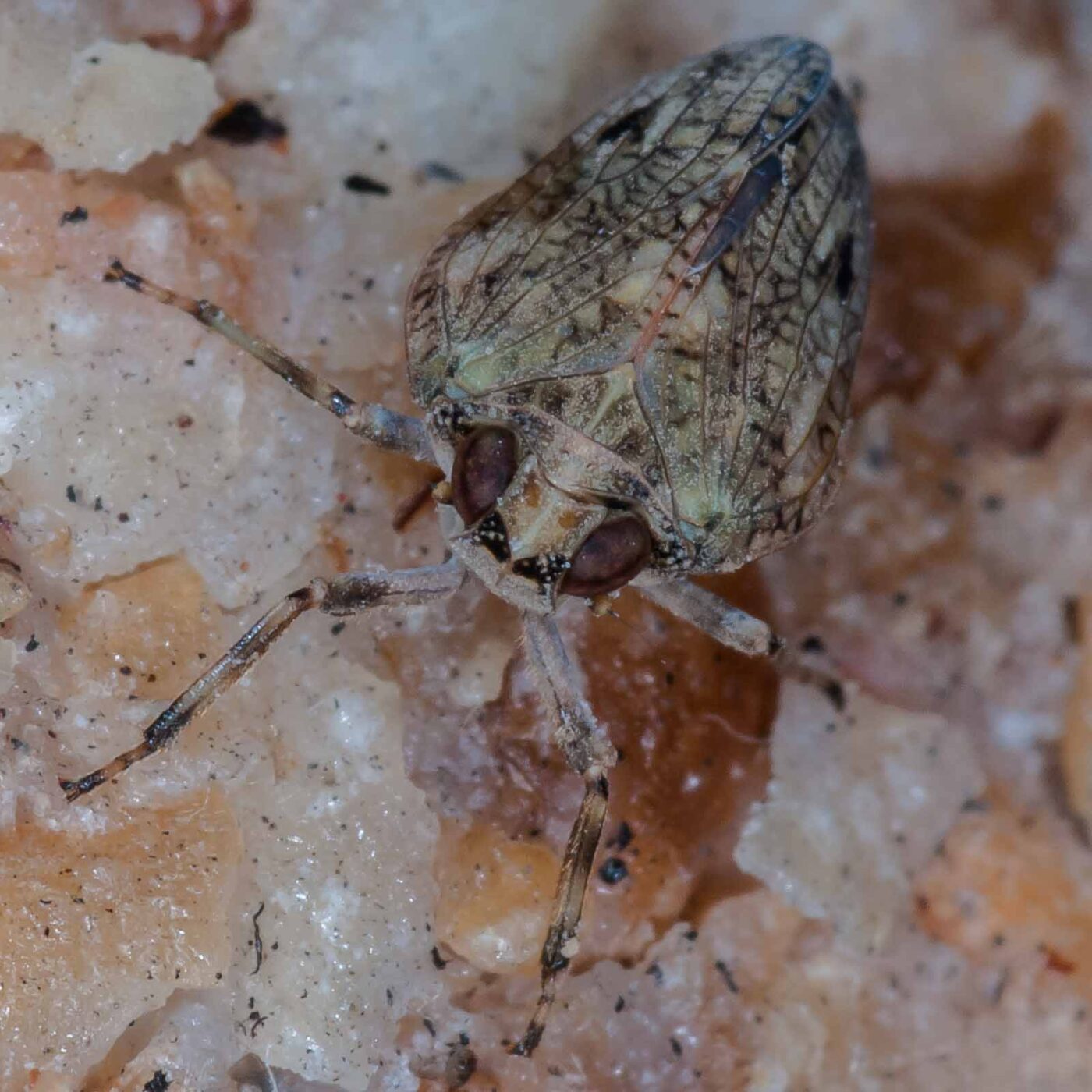 2019-05-29 - RE-Sidenzia auf'm BallKong